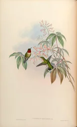 Trochilus colubris = Archilochus colubris